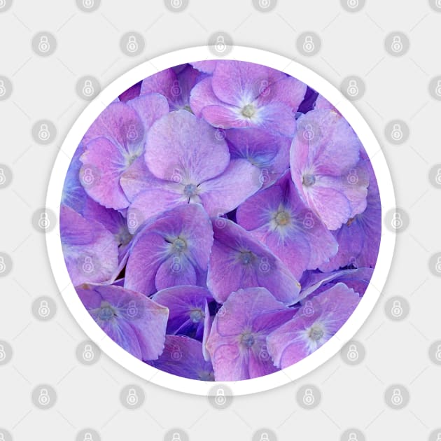 Hydrangea lilac Magnet by CatyArte